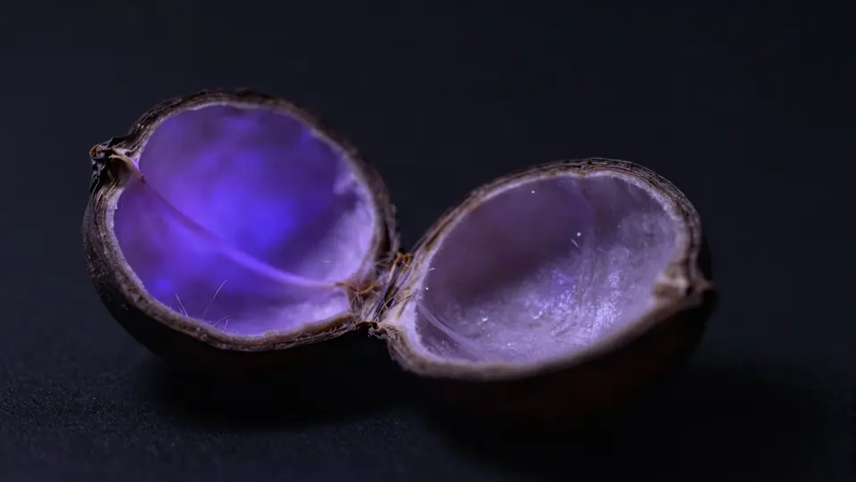 A split seed husk opening to reveal violet light inside, on a dark background